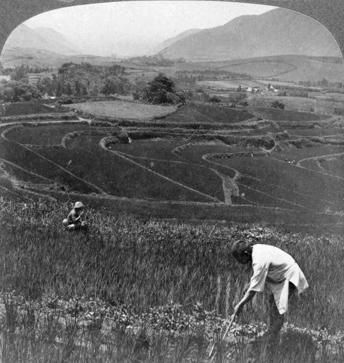 Champs de riz fertiles dans l