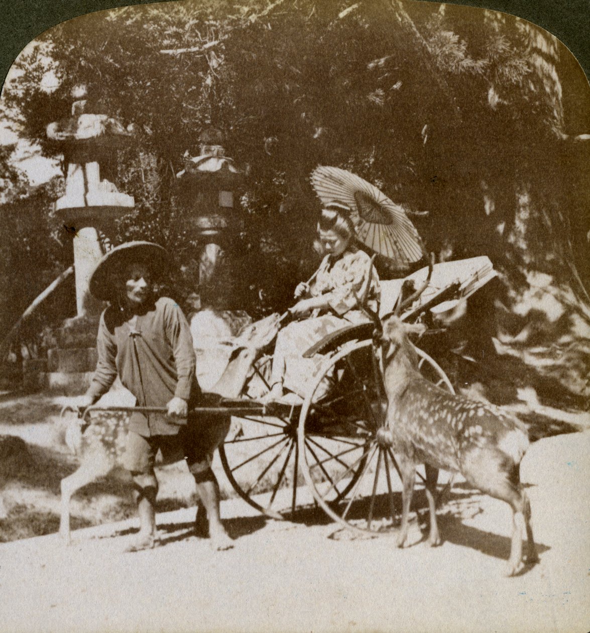 Fille nourrissant des cerfs sacrés en route pour les prières, terrain du temple Kasuga, Nara, Japon, 1904 - Underwood and Underwood