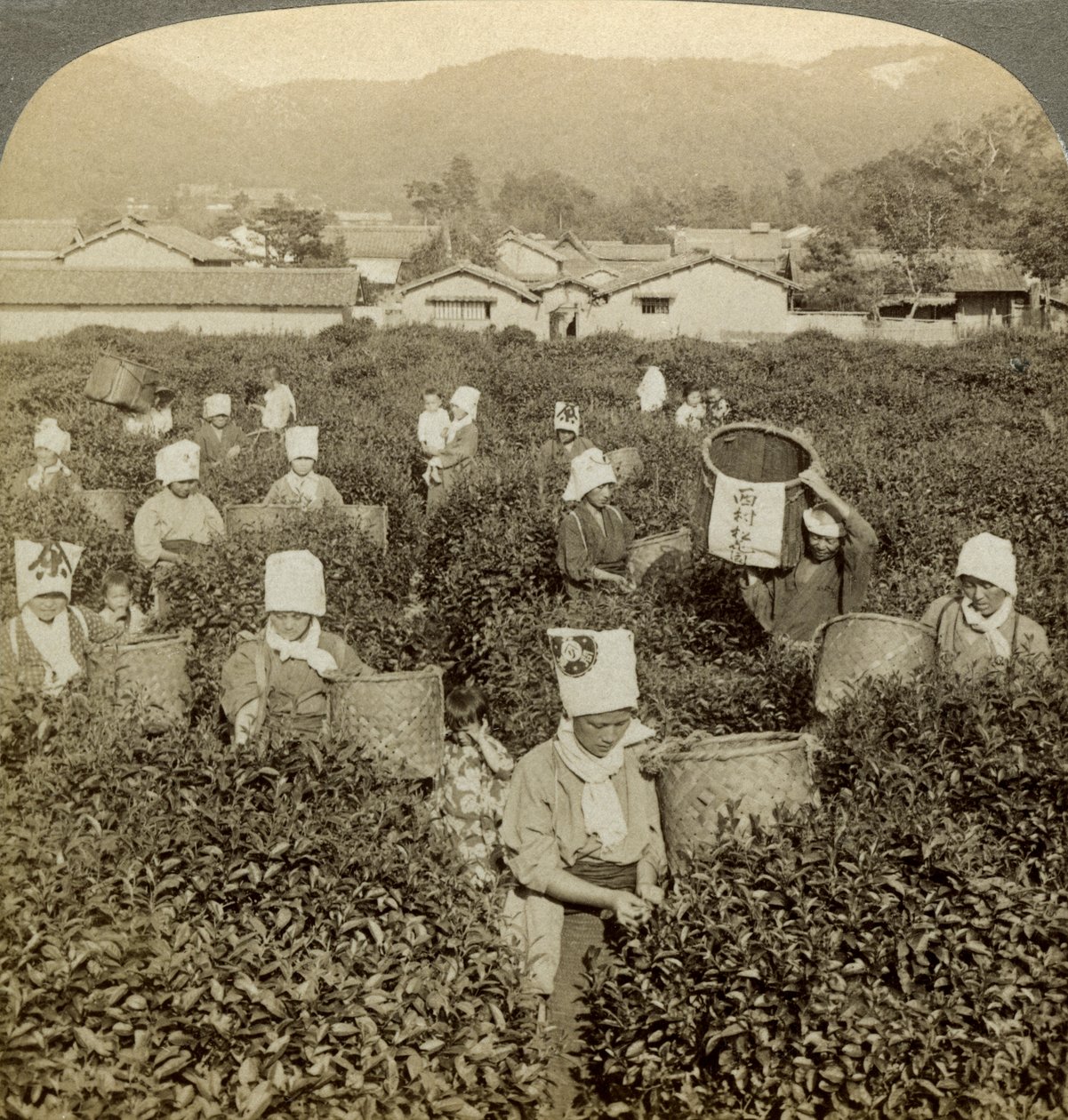 Filles cueillant du thé, Uji, Japon - Underwood and Underwood