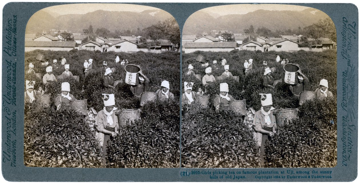 Filles cueillant du thé sur la célèbre plantation d
