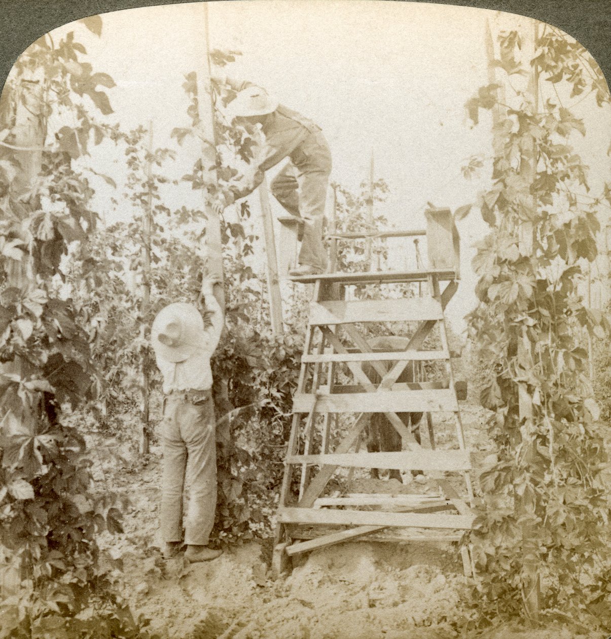 Dans le riche district du houblon, entraînement des vignes, vallée de la White River, Washington, USA - Underwood and Underwood