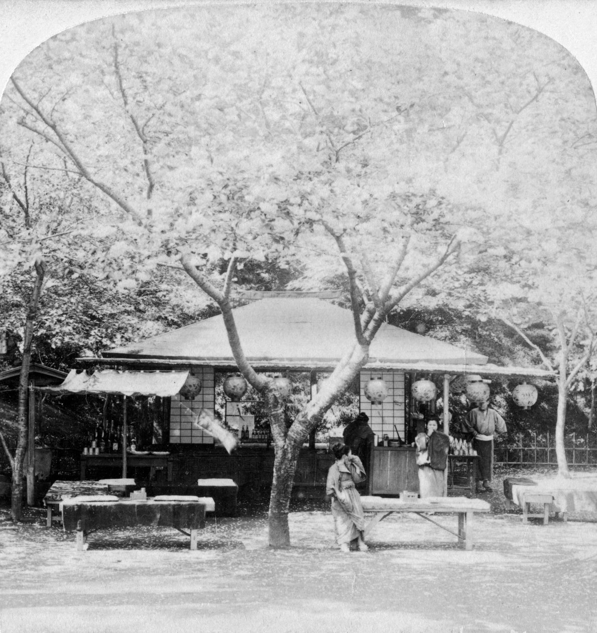 Au cœur du royaume des fleurs, Nara, Japon, 1896 - Underwood and Underwood