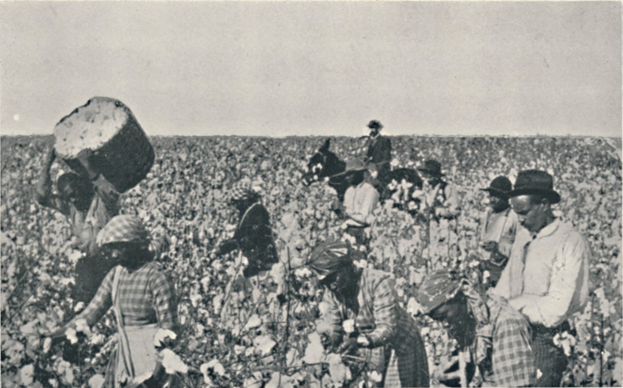 Récolte de coton, 1916 - Underwood and Underwood