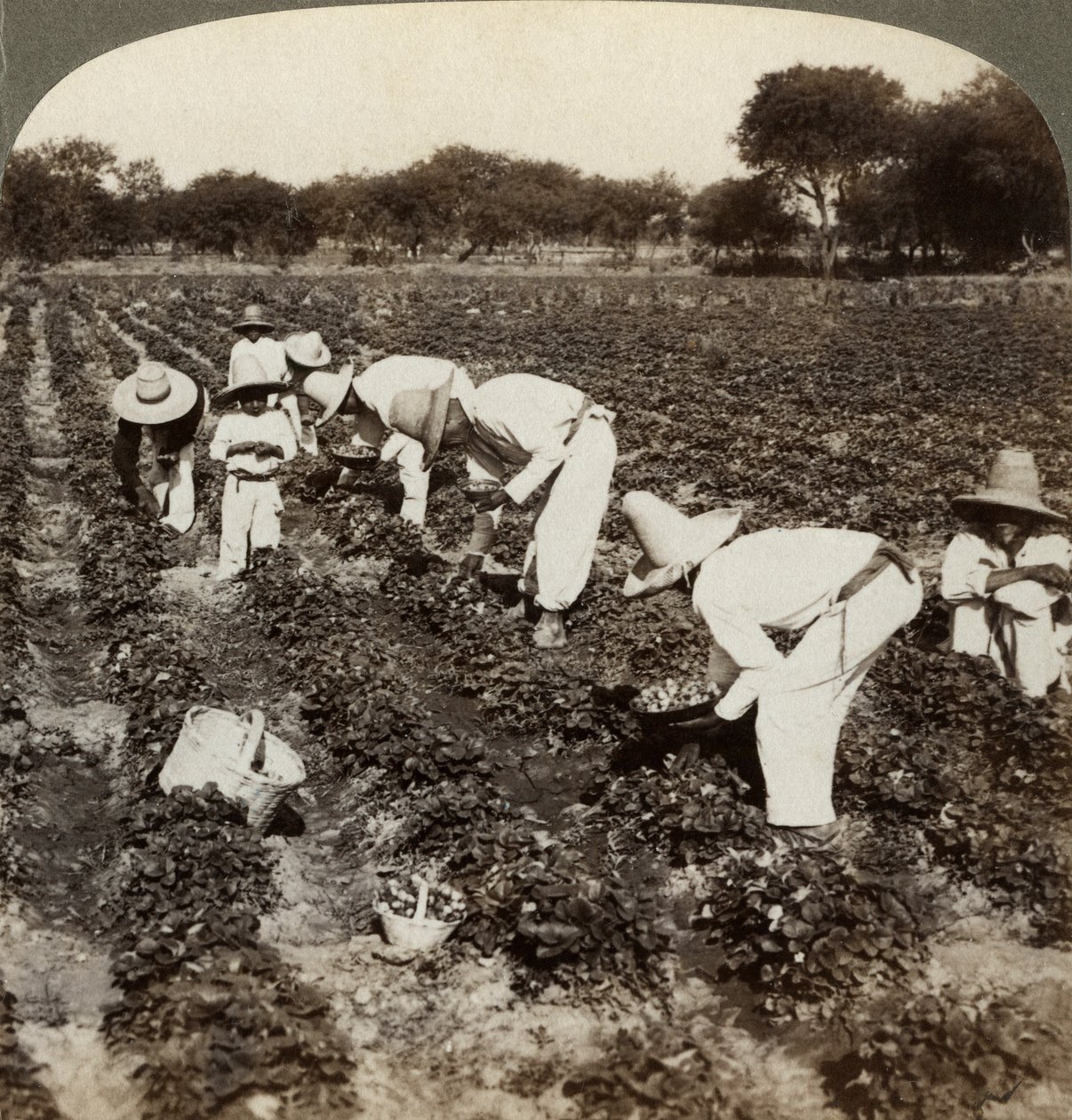 Champ de fraises, Irapuato, Mexique - Underwood and Underwood