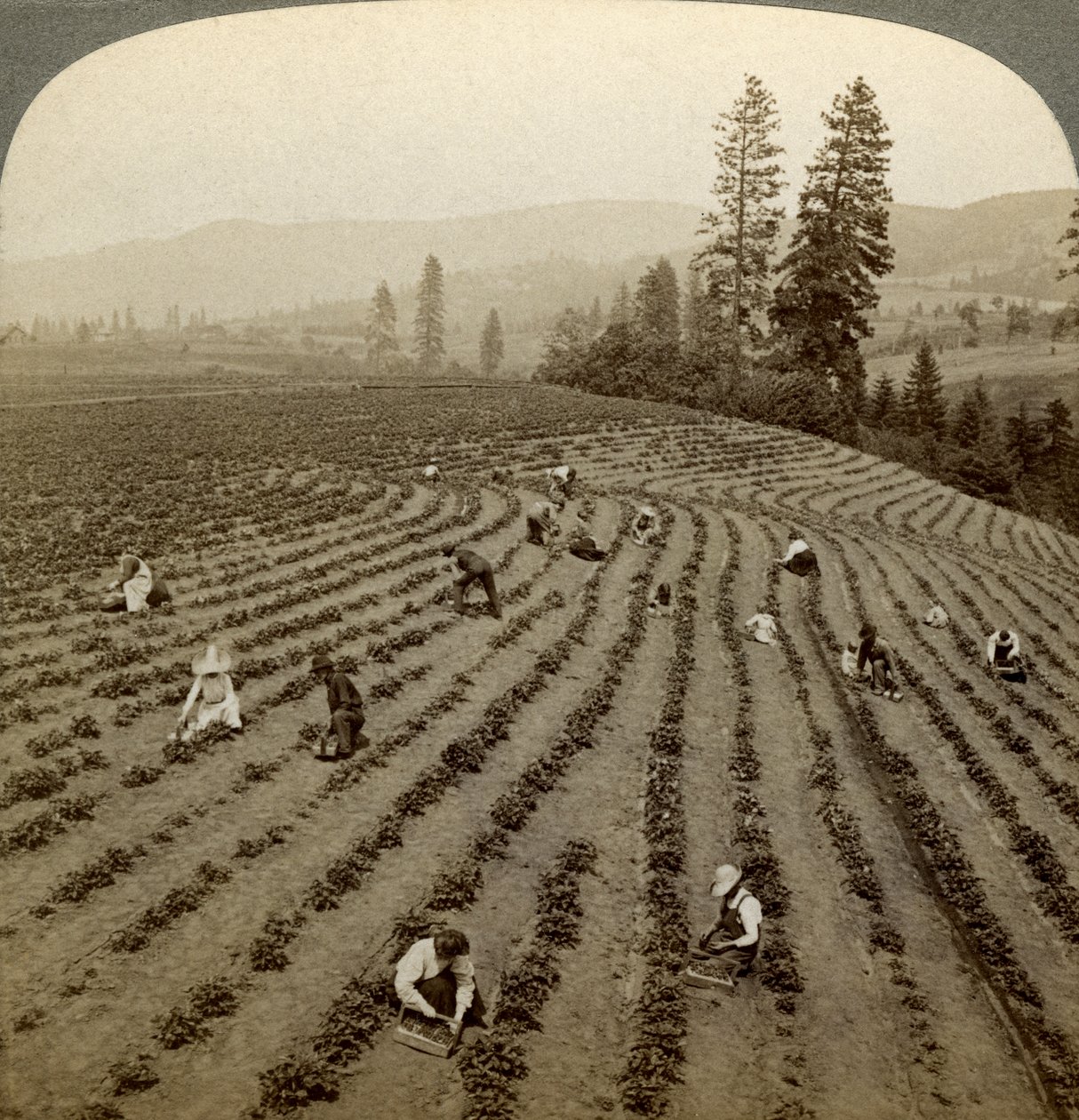 Cueillette de fraises, ferme Cedar Creek, vallée de Hood River, Oregon, USA - Underwood and Underwood