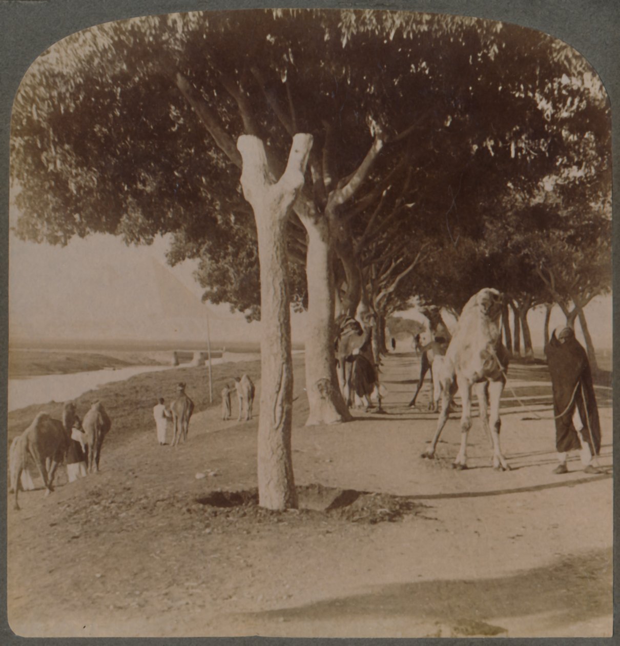 La route vers les pyramides, Égypte, 1896 - Underwood and Underwood