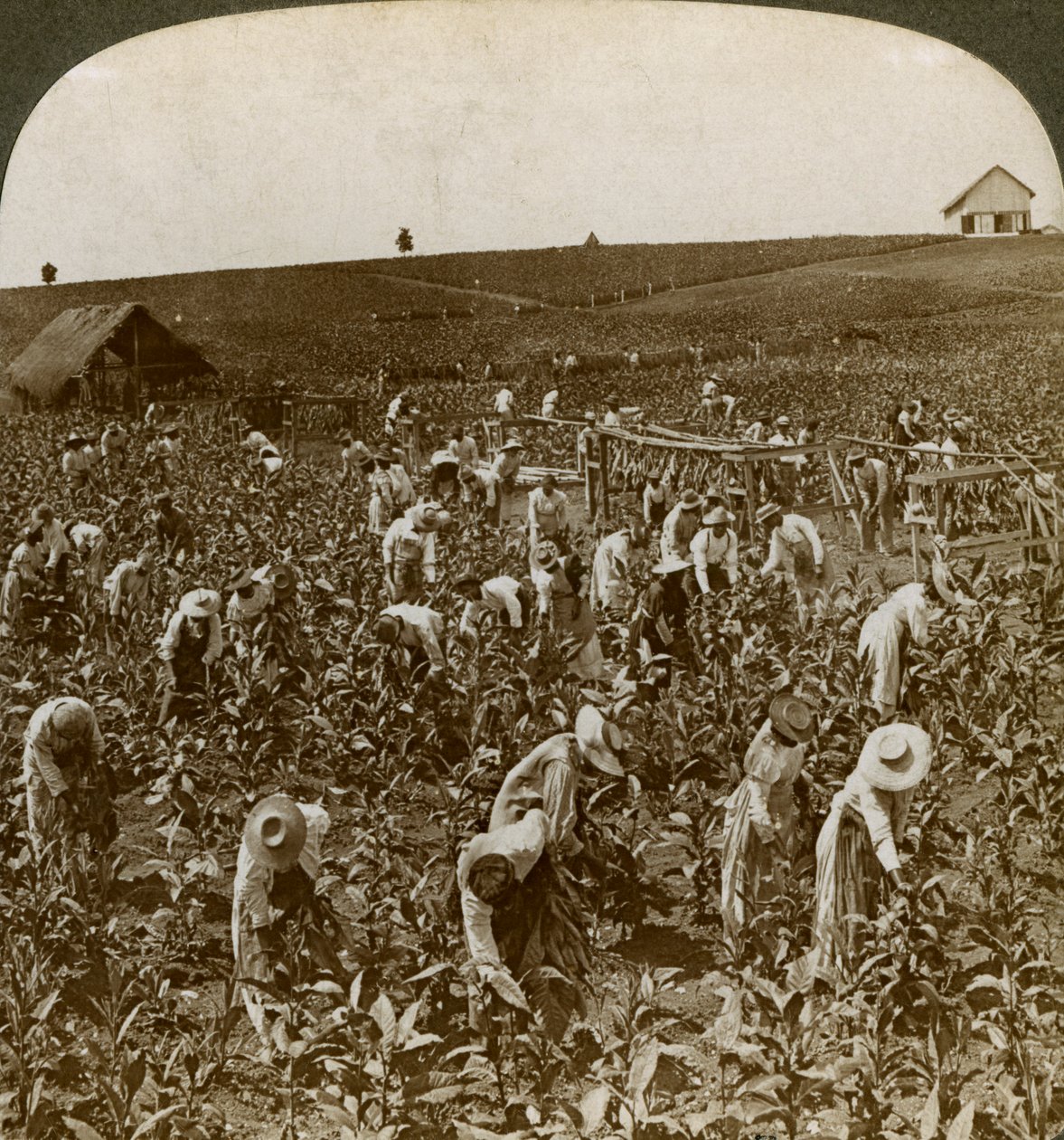 Champ de tabac, Montpellier, Jamaïque, 1900 - Underwood and Underwood