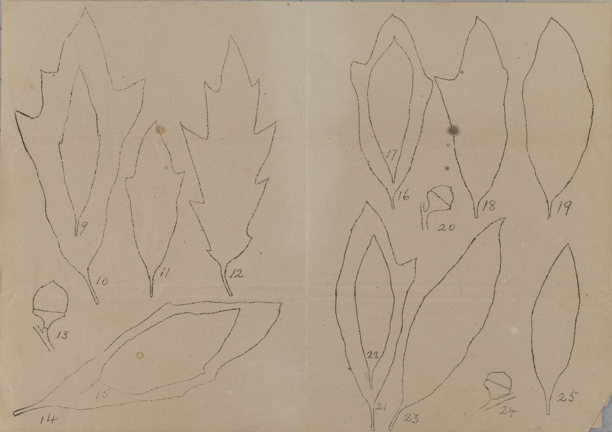 Étude de la forme des feuilles - Unidentified