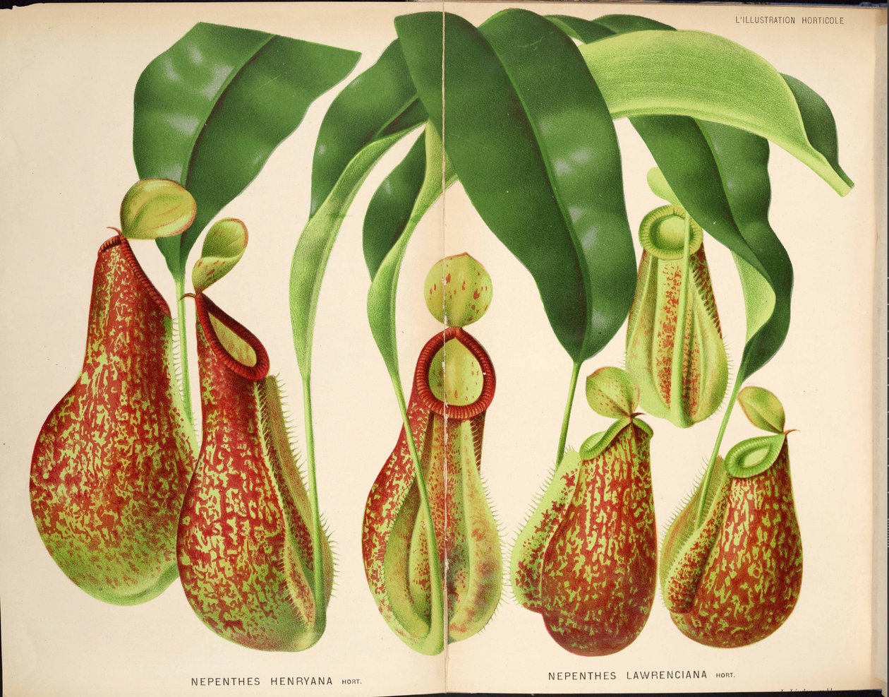 Nepenthes henryana & Nepenthes lawrenciana - L’Illustration horticole (1882) - Unknown