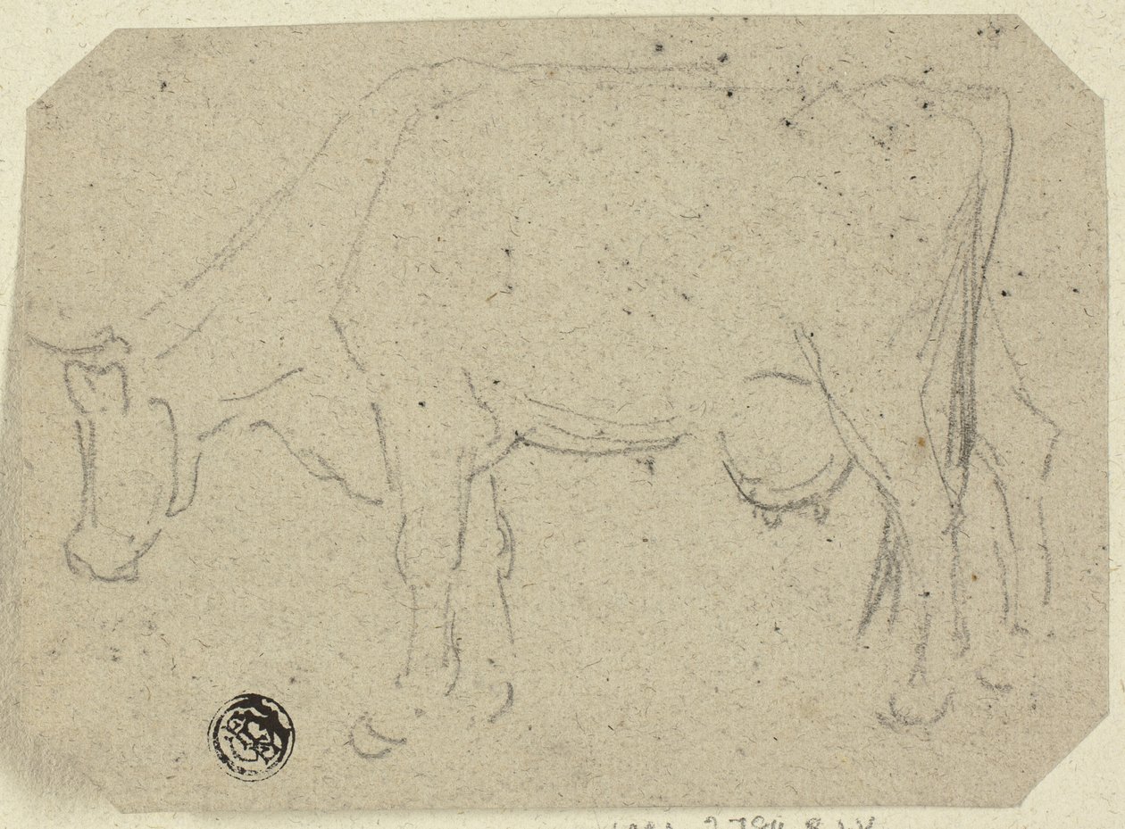 Vache broutant (recto) ; Tête d