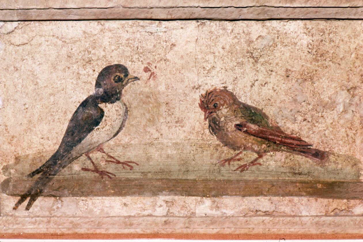 Hirondelle et moineau, peinture murale romaine de Boscoreale près de Pompéi, 1er siècle - Unknown