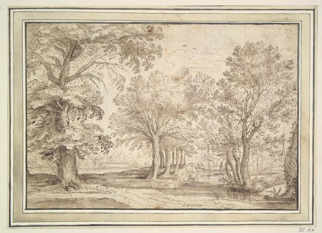 Arbres sur un terrain marécageux - Unknown