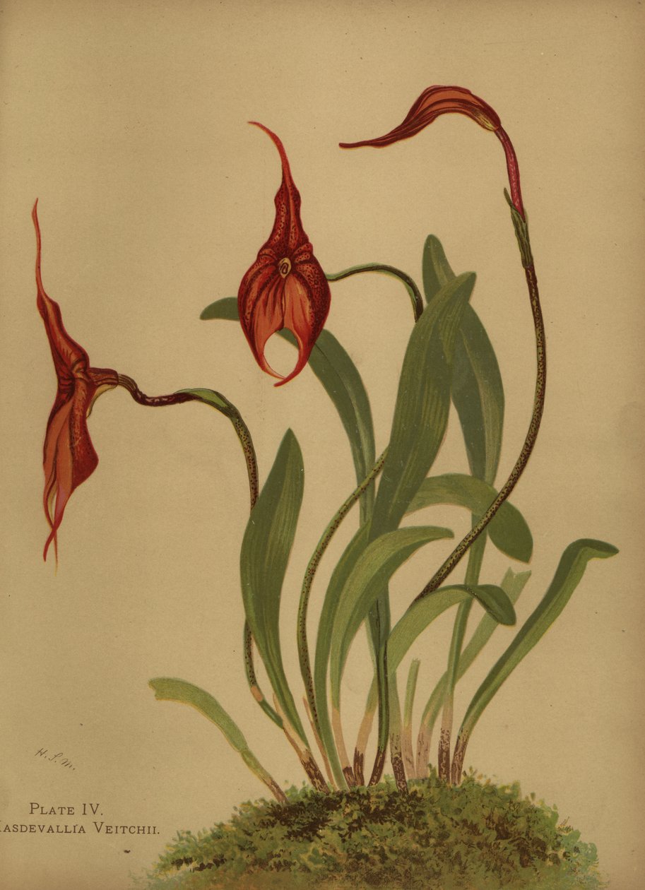 Masdevallia de Veitch ou roi des masdevallias, Masdevallia veitchiana - Unknown