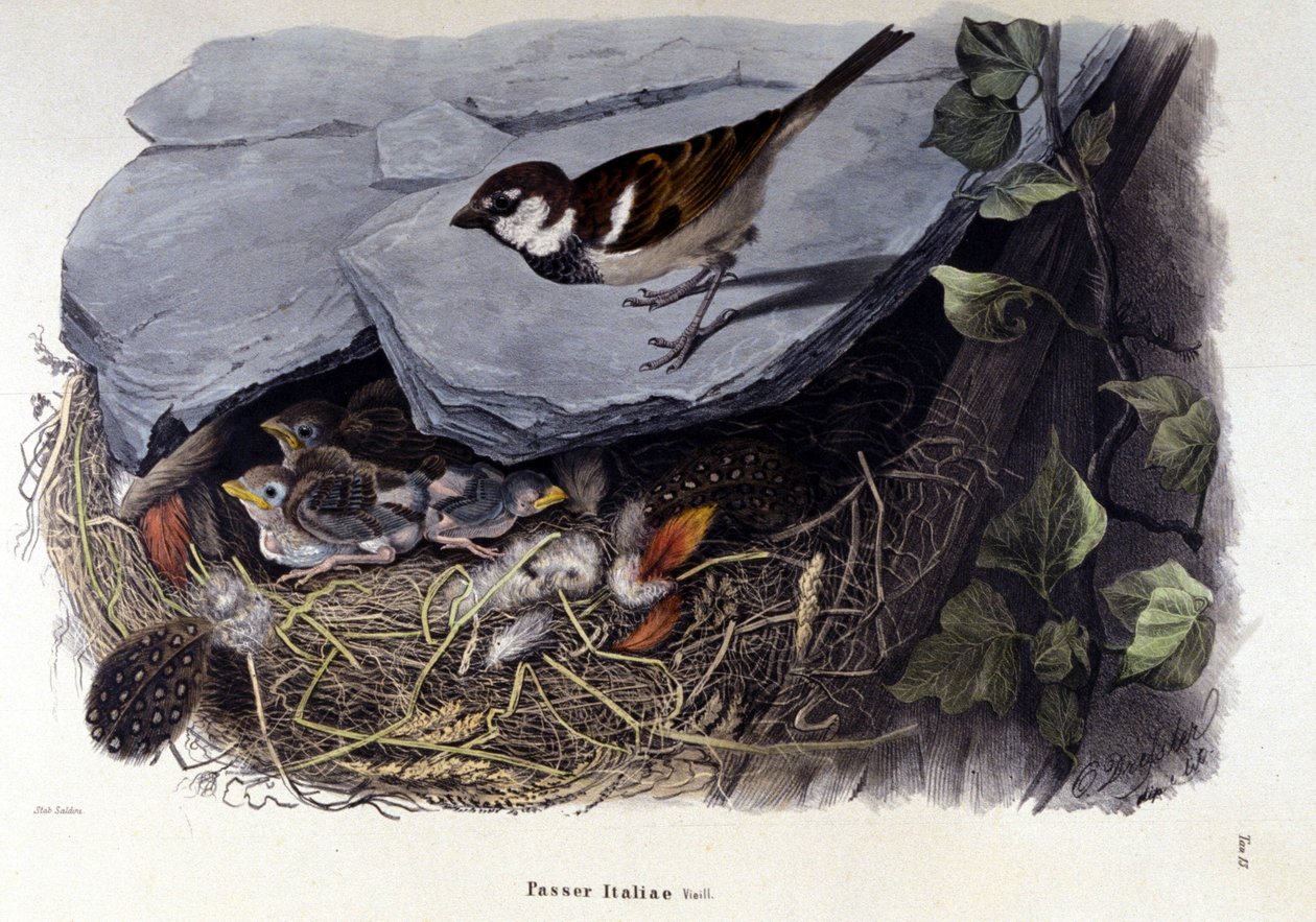Une planche représentant un oiseau commun (ou moineau) près de son nid - Unknown artist