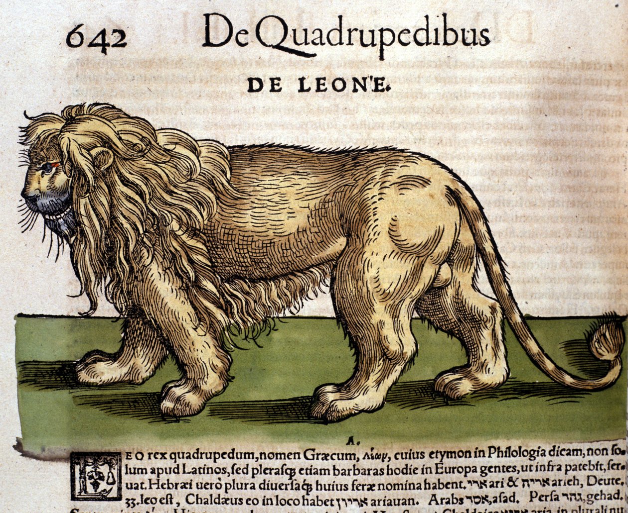 Un lion d