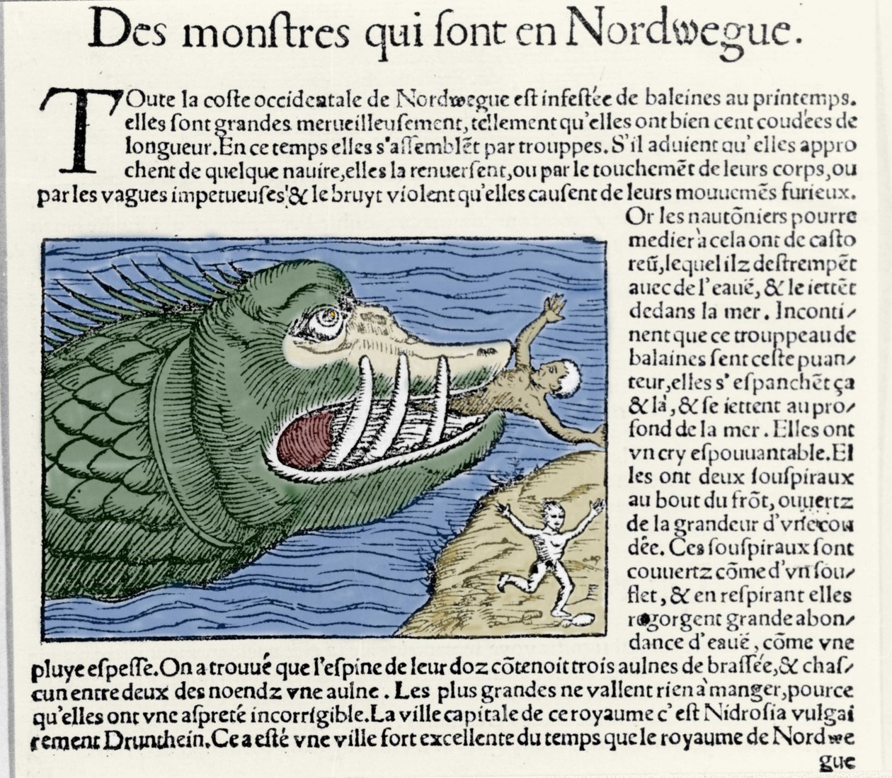 Un monstre marin bat un nageur près des côtes de la Norvège. Gravure par Olaus Magnus (1490 - 1557), religieux et géographe suédois, « Historia de Gentis Septentrionalibus », Venise - Unknown artist