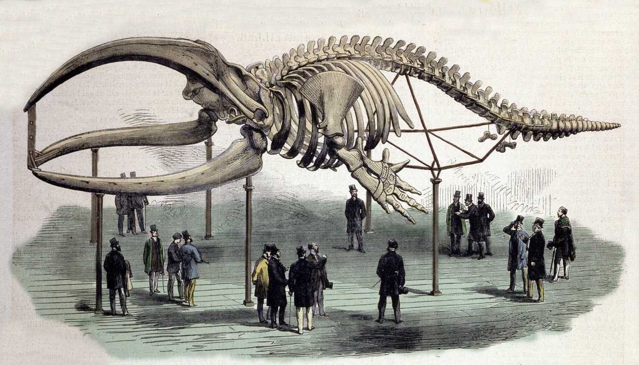 Un squelette de baleines au Royal College of Surgeons à Londres. Gravure du 19e siècle - Unknown artist
