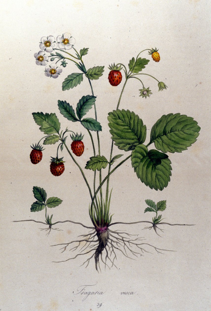 Un arbousier et ses fruits : planche botanique du 19ème siècle. - Unknown artist