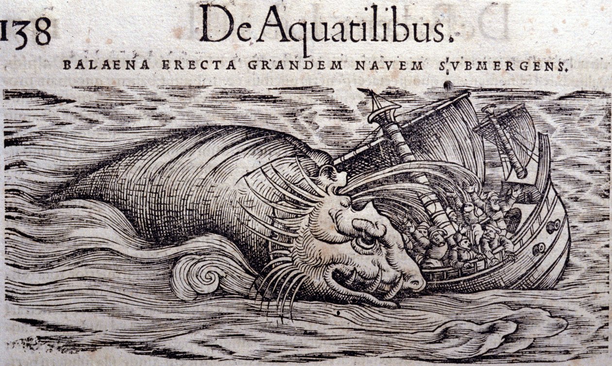 Une baleine détruit la coque d