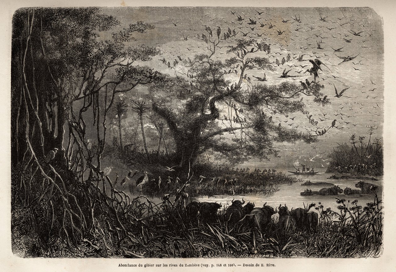 Abondance de gibier sur les rives du Zambèze. Gravure pour illustrer les premiers voyages du Dr Livingstone en Afrique australe de 1840 à 1856, dans "Le tour du monde, nouveau journal des voyages" publié sous la direction d