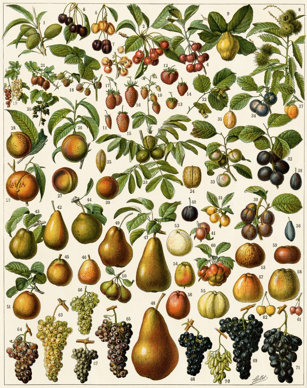 Agriculture : Planche botanique représentant des fruits comestibles (cerise, framboise, fraise, myrtille, pêche, abricot, noix, raisin, poire, noisette, figue, pomme, prune...). Lithographie en couleur. - Unknown artist