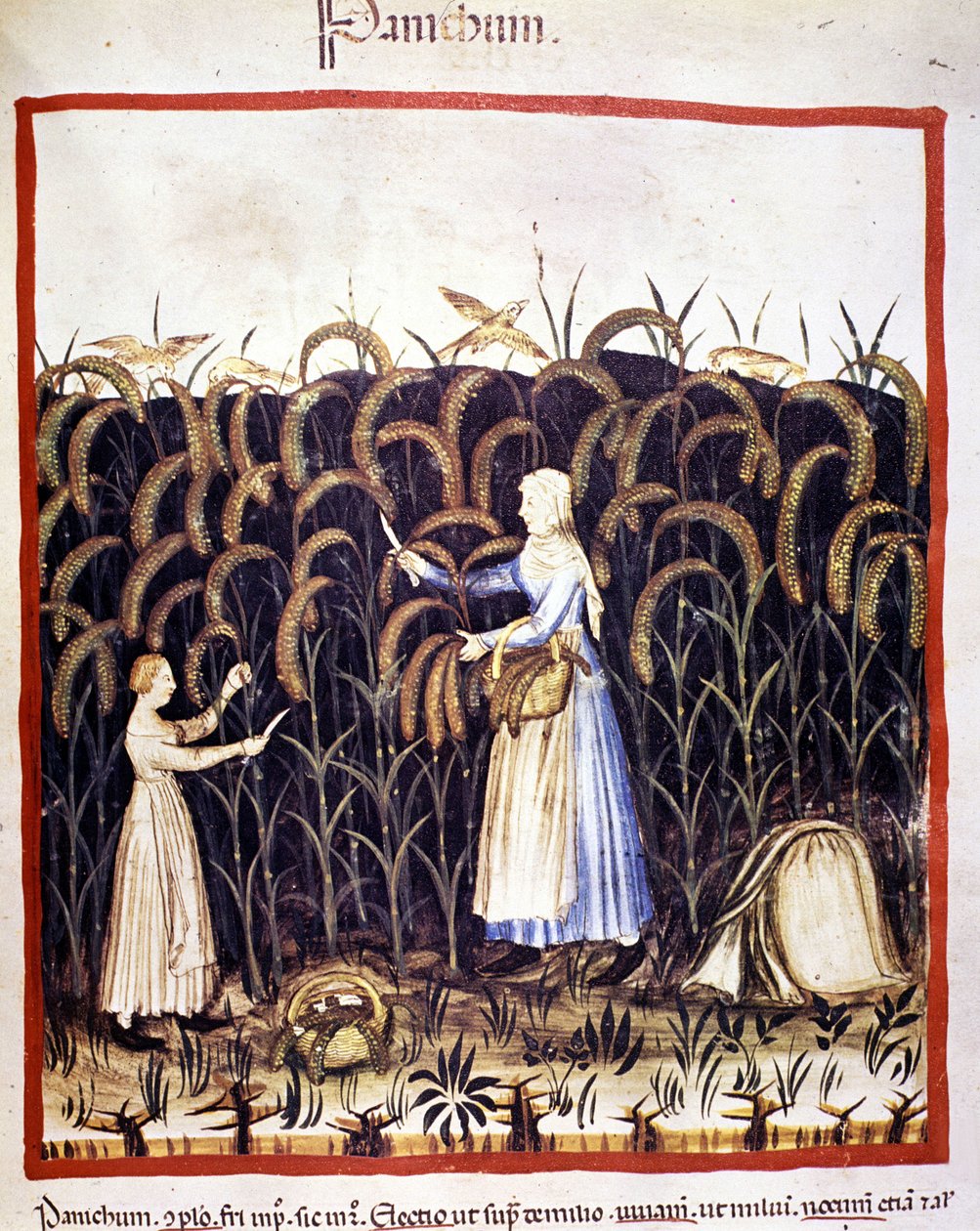 Agriculture. Récolte de panic (céréale). Enluminure du « Tacuinum sanitatis » - Unknown artist