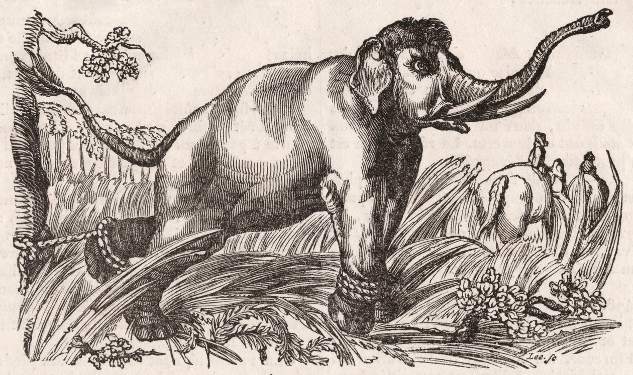 Un éléphant capturé dans la savane, Afrique - Unknown