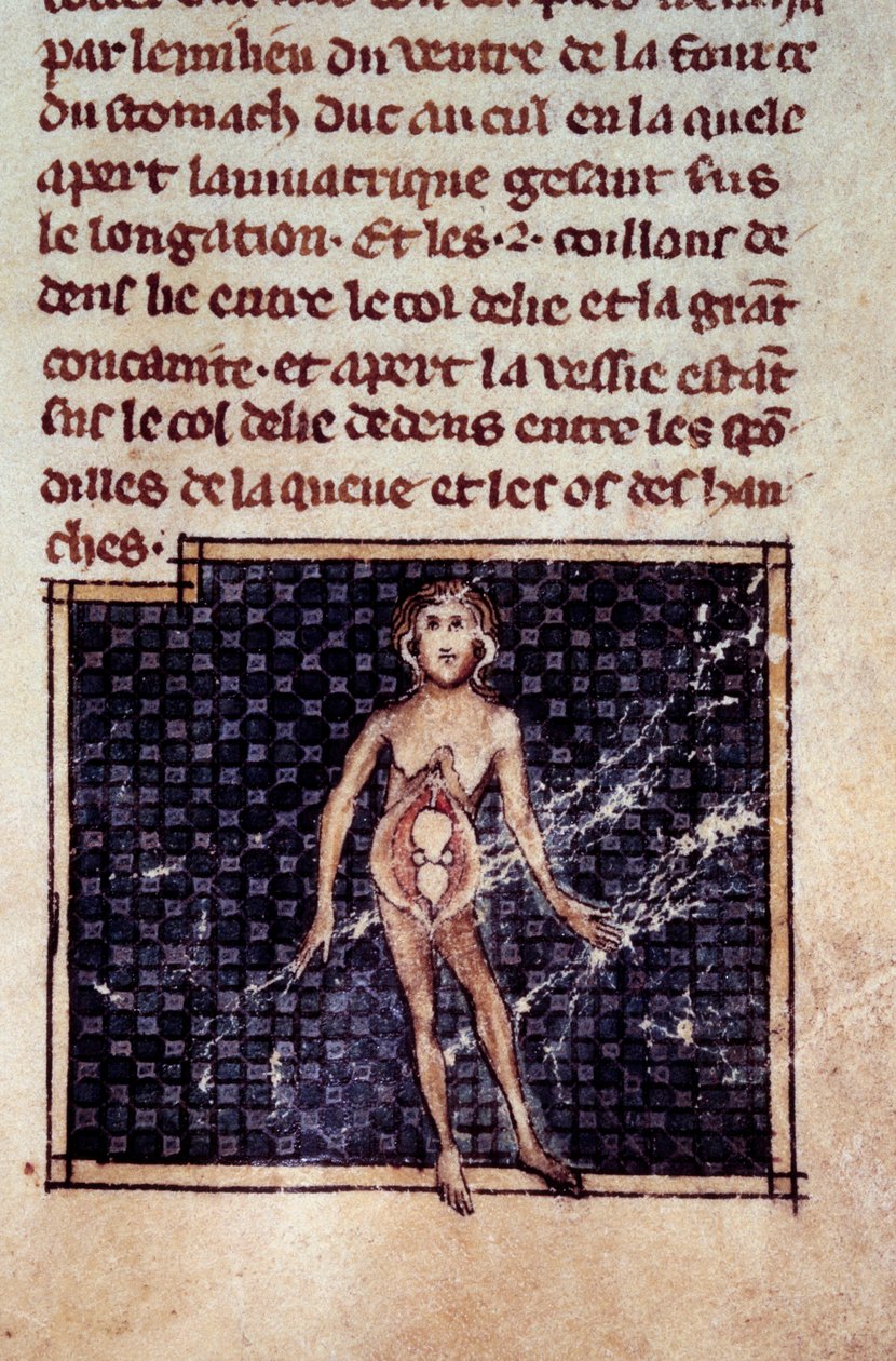 Figures anatomiques : écorchés masculin et féminin, ventre ouvert, montrant les reins, la vessie, les organes génitaux : détail de la femme. Miniature du manuscrit « Chirurgie » (Folio 29) écrit par Henri de Mondeville (chirurgien de Philippe Le Bel, profe - Unknown artist