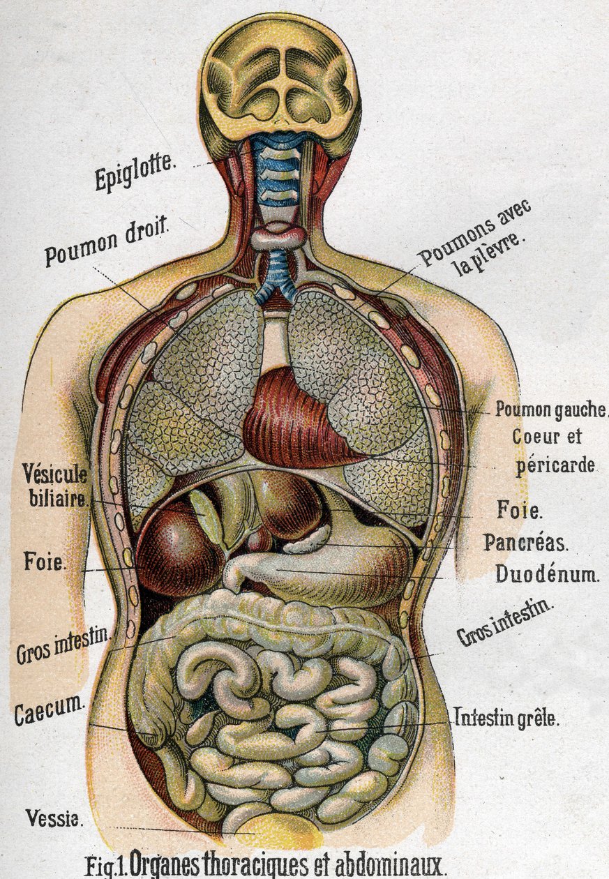 Anatomie : Organes thoraciques et abdominaux. (Intestin, foie, pancréas, poumon, etc.) dans « La nouvelle médication naturelle » par F.E. Bilz. 1898 - Unknown artist