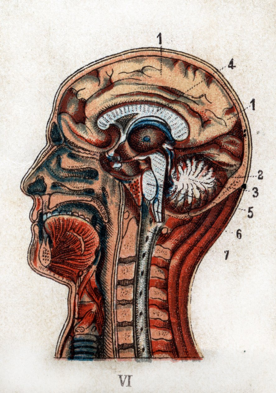 Anatomie : coupe transversale du crâne humain, section du cerveau et de la moelle. La planche représente le cerveau, le cervelet (avec l