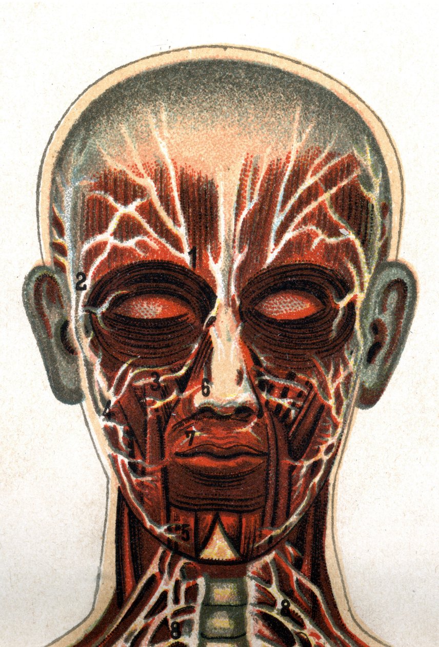 Anatomie : coupe transversale du crâne humain, section vue de face représentant le système musculaire. Dans "La nouvelle médication naturelle" de F.E. Bilz. 1898 - Unknown artist