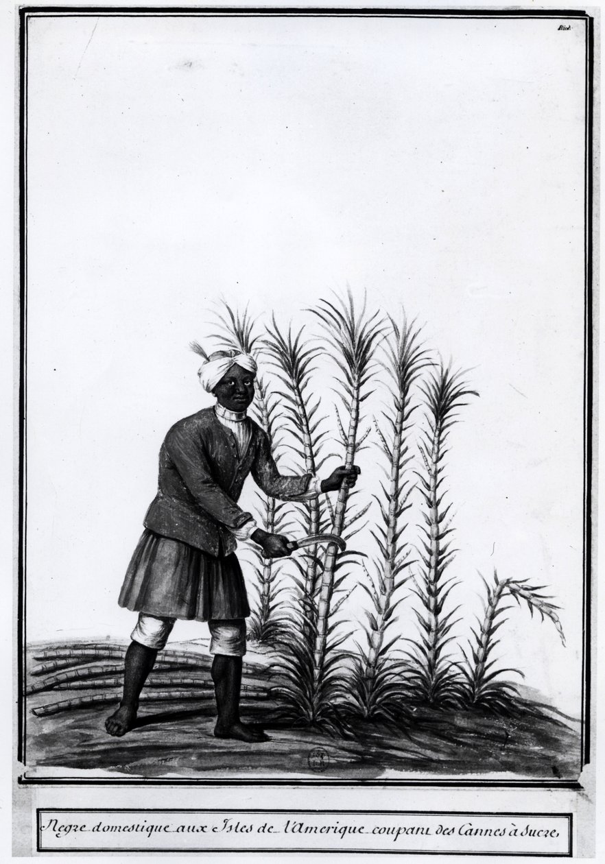 Antilles, nègre domestique coupant de la canne à sucre. - Unknown artist
