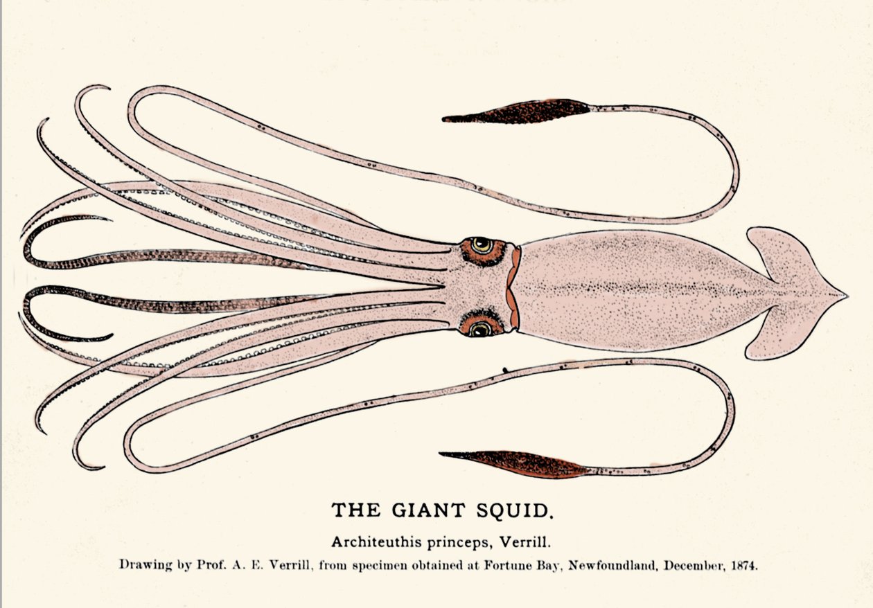Architeuthis princeps, le calmar géant échoué sur la plage de Fortune Bay (Terre-Neuve) en décembre 1874 et décrit pour la première fois par le professeur A.E. Verrill. Gravure d