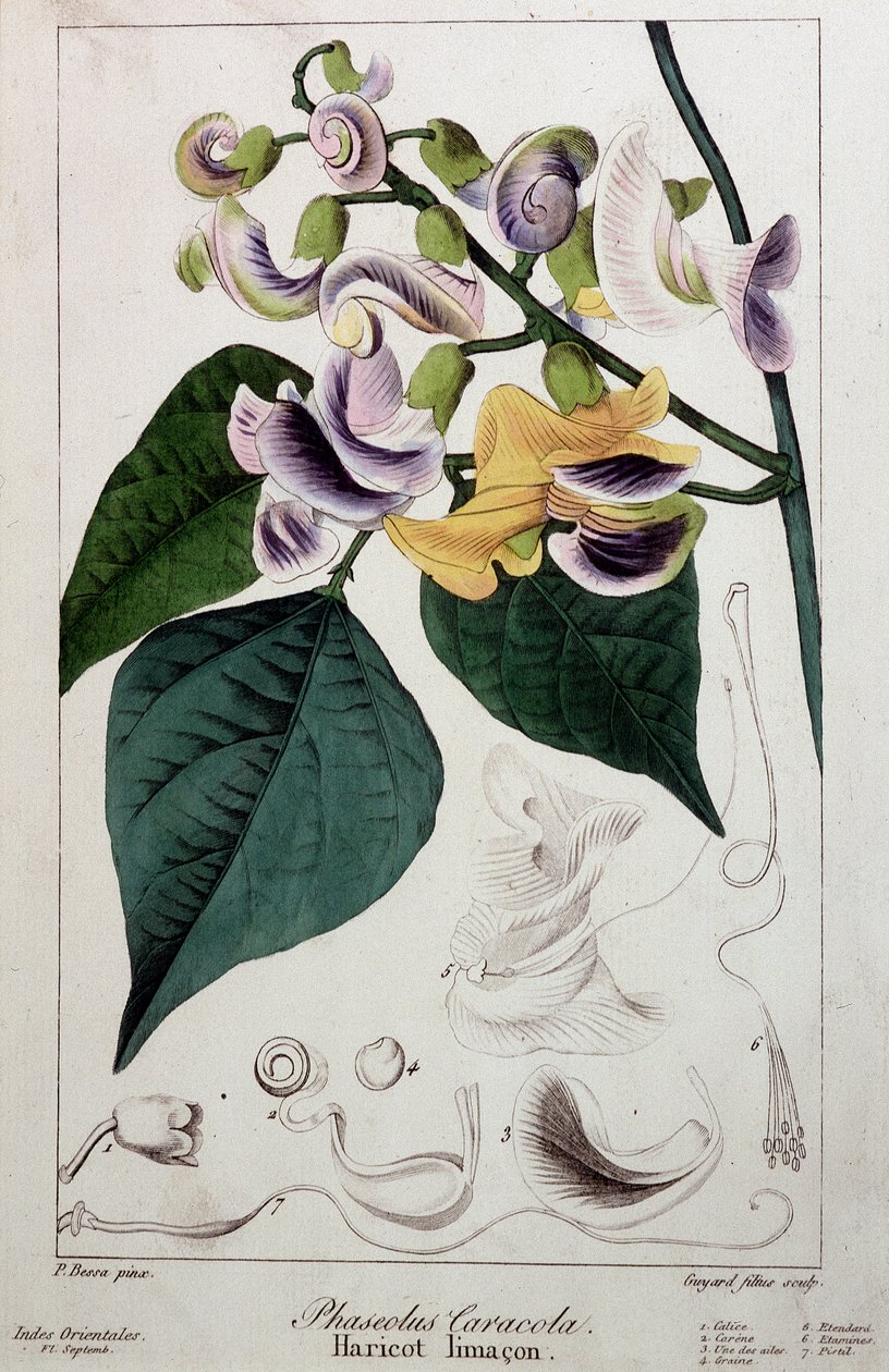 Phaseolus caracola (haricot lima), planche botanique - Unknown artist