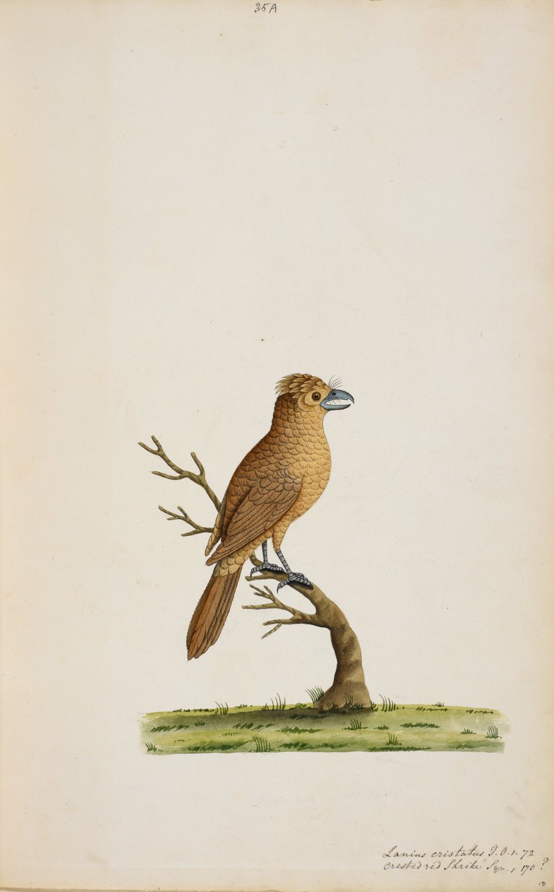 Oiseau, peut-être une espèce de moucherolle - Unknown artist