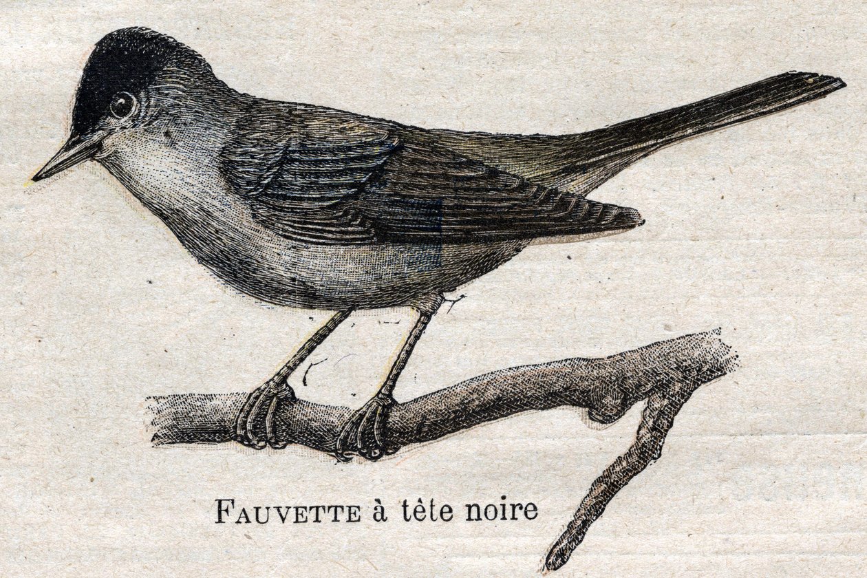 Oiseaux utiles à l
