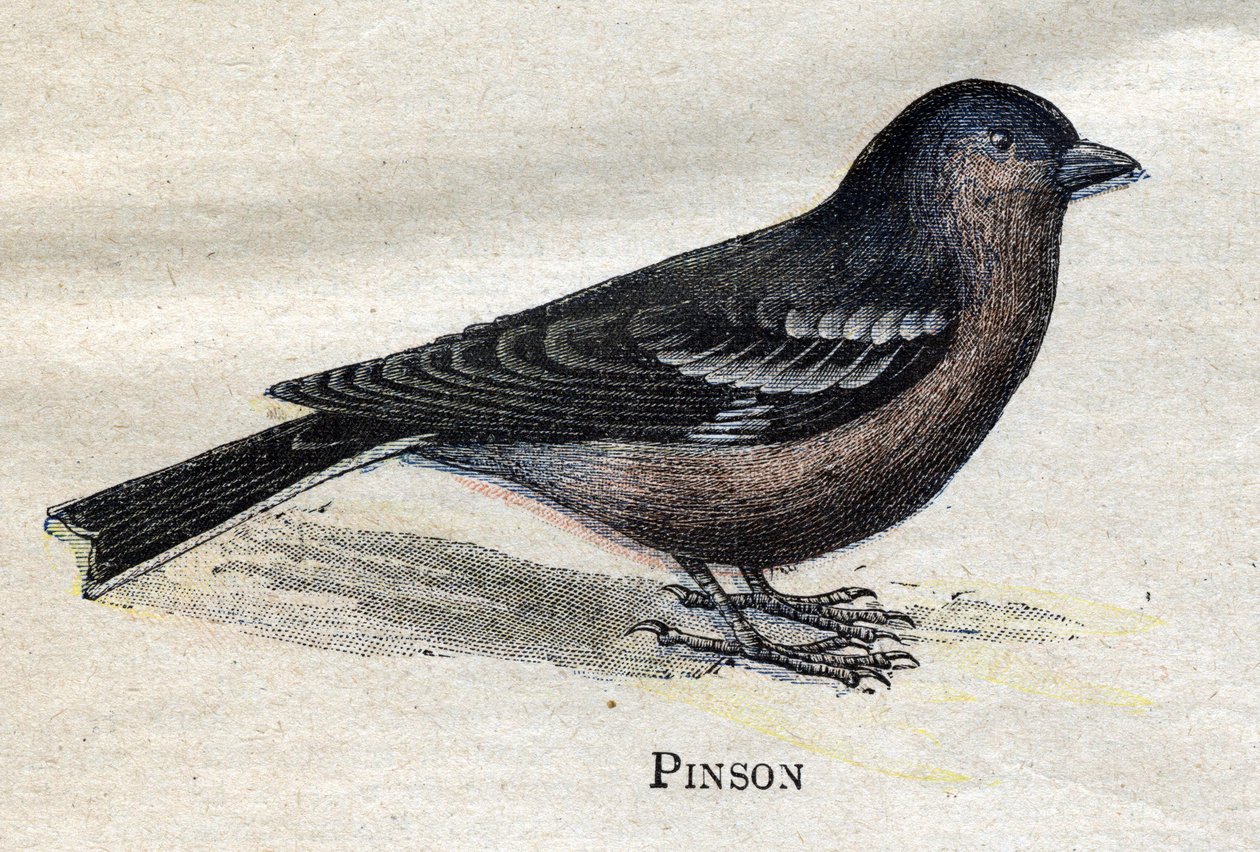 Oiseaux utiles à l