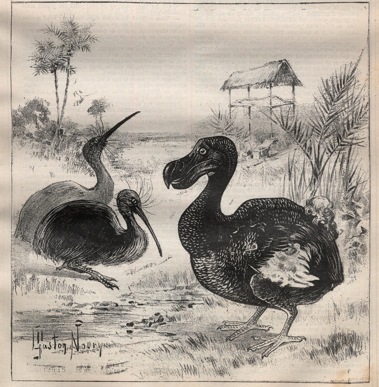 Oiseaux disparus : le dodo et l