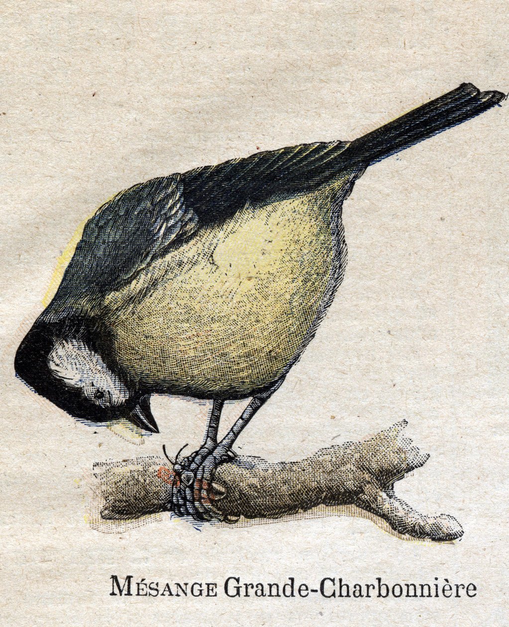Oiseaux utiles à l