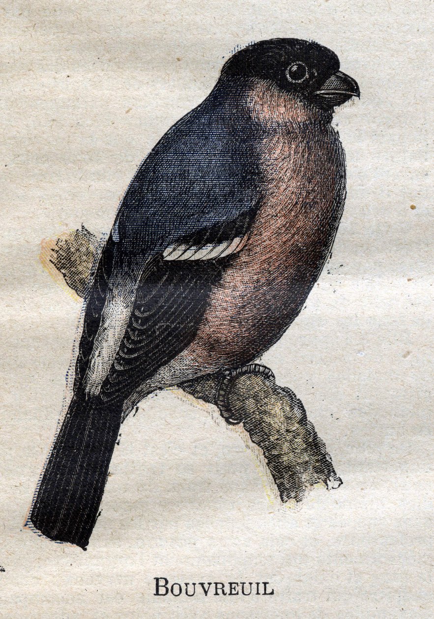Oiseaux utiles à l