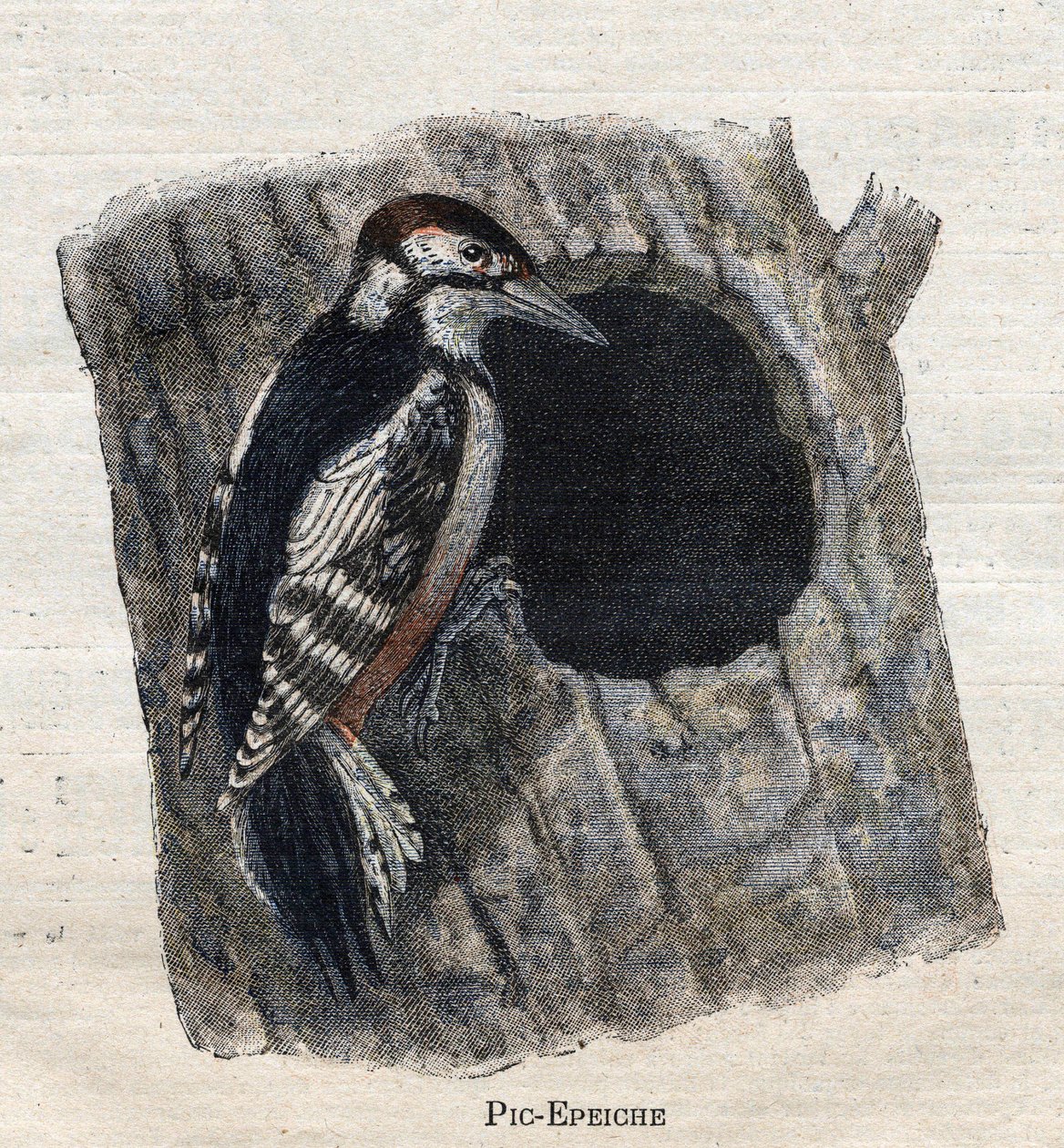 Oiseaux utiles à l