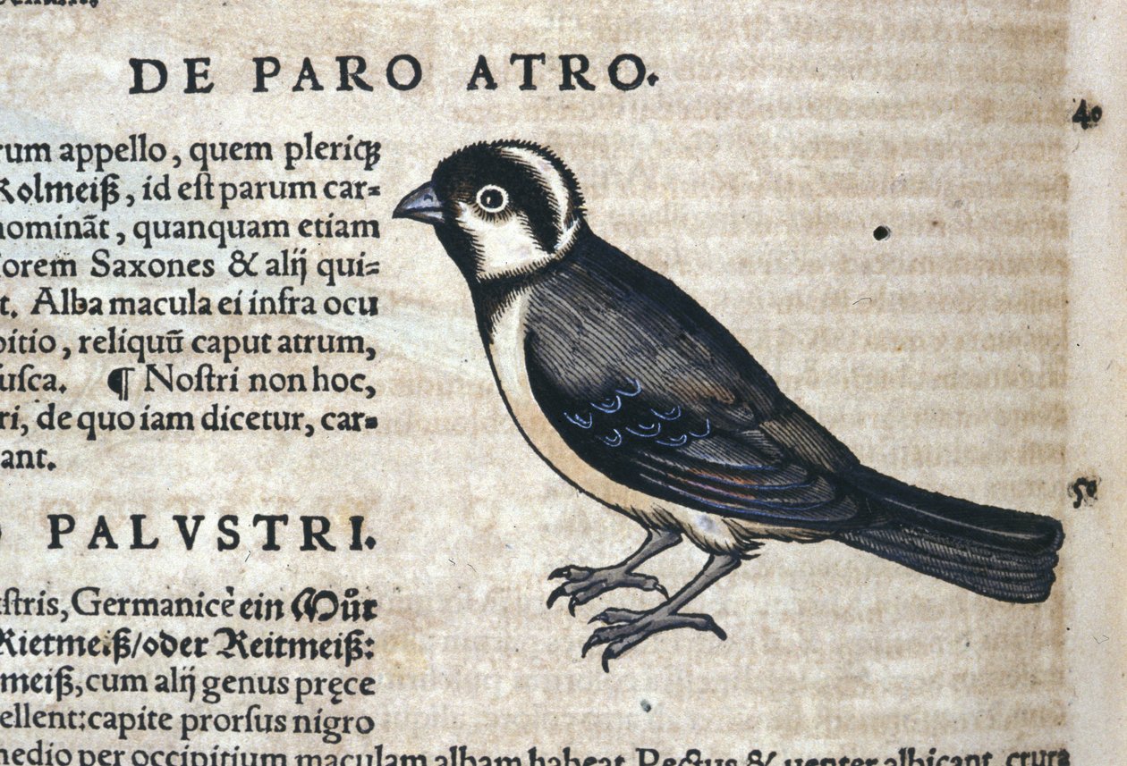 Oiseau noir dans Historia Animalium par Conrad Gesner (1516 - 1565), Tiguri - Unknown artist