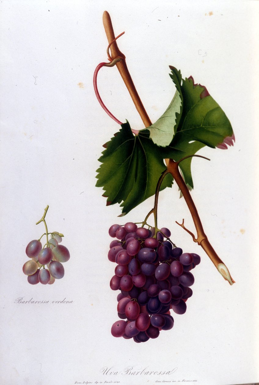 Raisins noirs. Gravure du XIXe siècle - Unknown artist