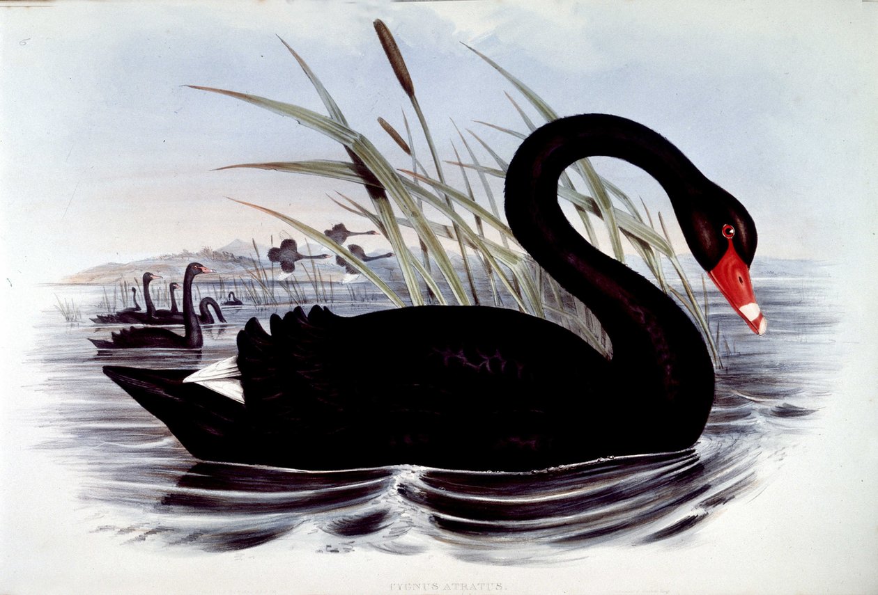 Cygne noir (cygnus atratus) - de « Birds of Australia » de J. Gould, début du 19ème siècle - Unknown artist