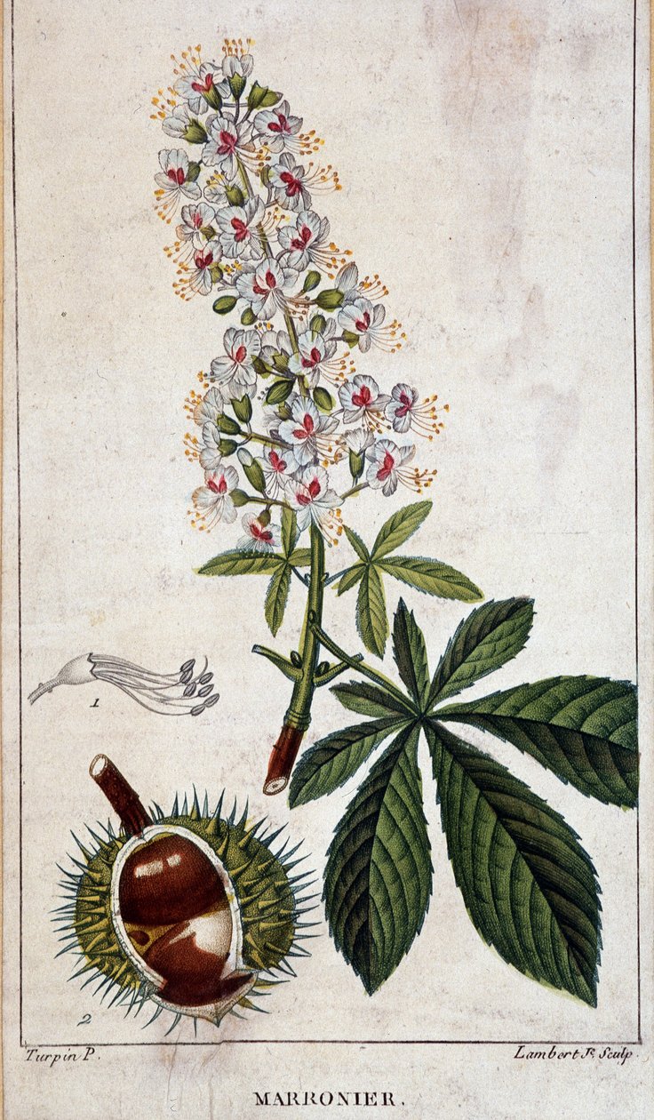 Planche botanique - Fleurs, feuilles et fruits du châtaignier - Unknown artist