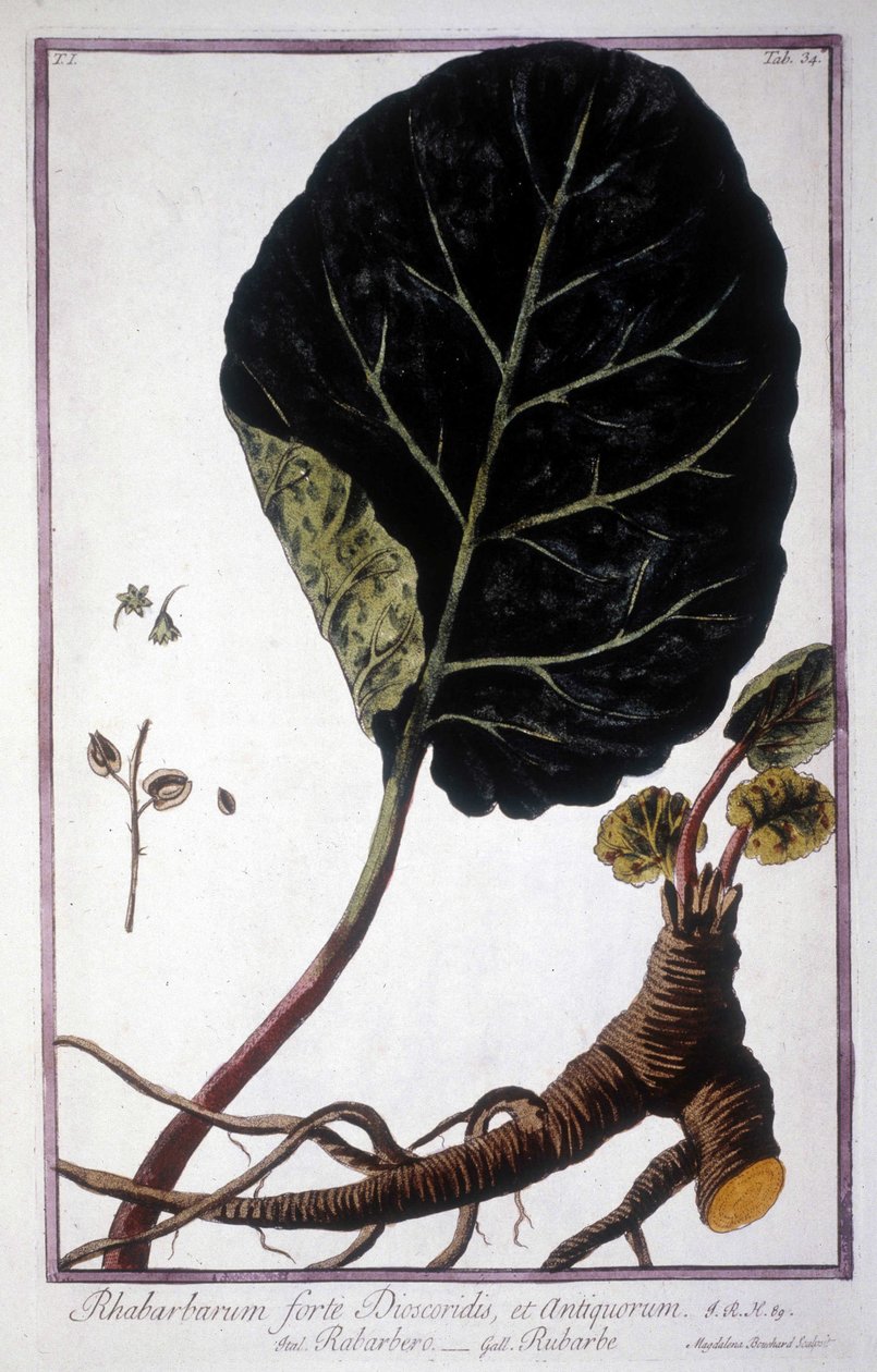 Planche botanique : Feuille et racines de Rhubarbe. Herbier du 19ème siècle. - Unknown artist