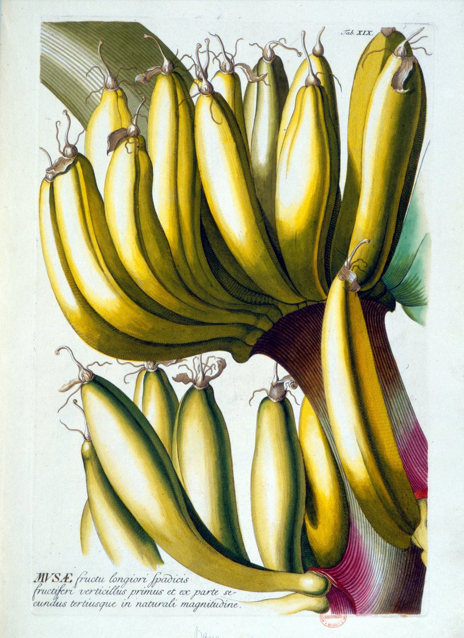 Planche botanique : un régime de bananes. n.d. 19e siècle - Unknown artist