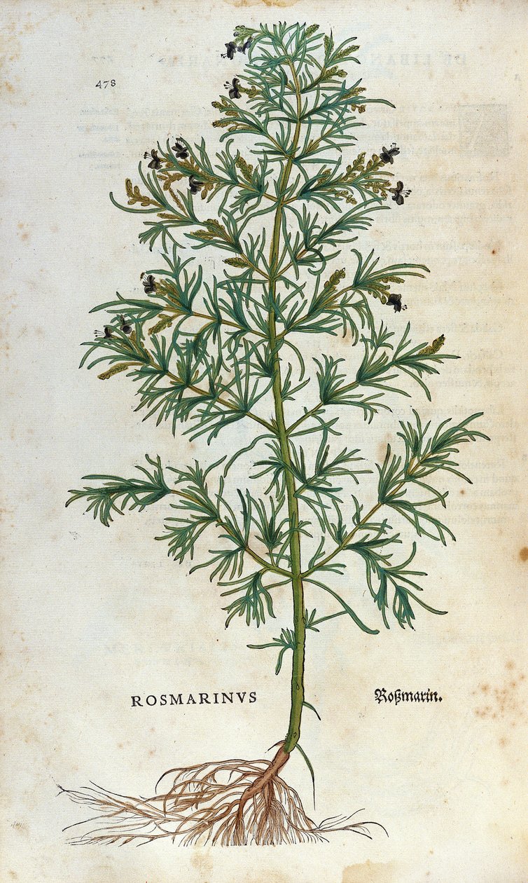 Planche botanique : romarin (rosmarinus). Herbier de Léonard Fuchs, "Historia Stirpium", Bâle - Unknown artist