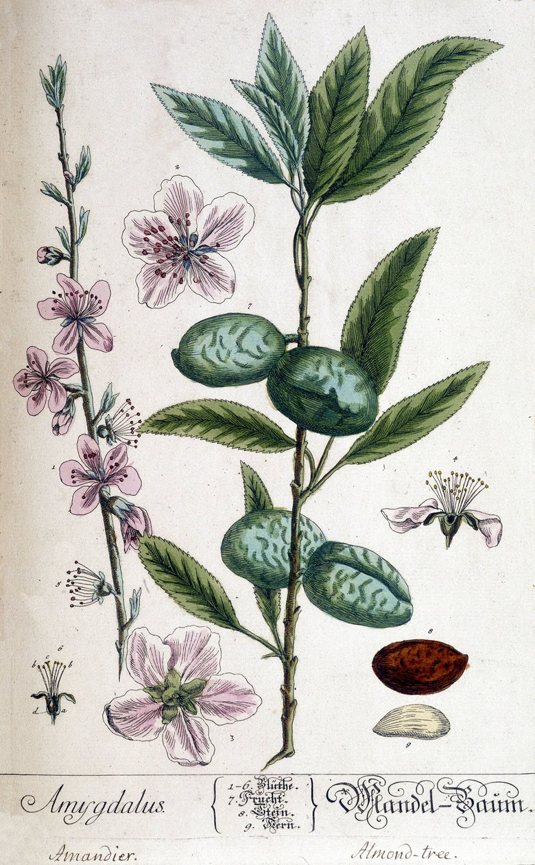 Branche, fleur et fruit de l