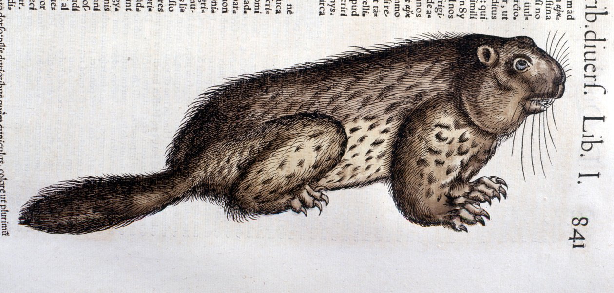 Castor - dans "Historia Animalium" de Conrad Gesner (1516 - 1565), Tiguri - Unknown artist